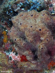 Irciniidae