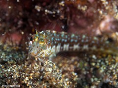 Parablennius goreensis