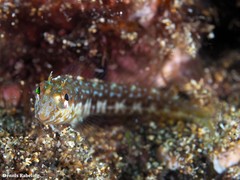 Parablennius goreensis