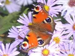 Aglais io