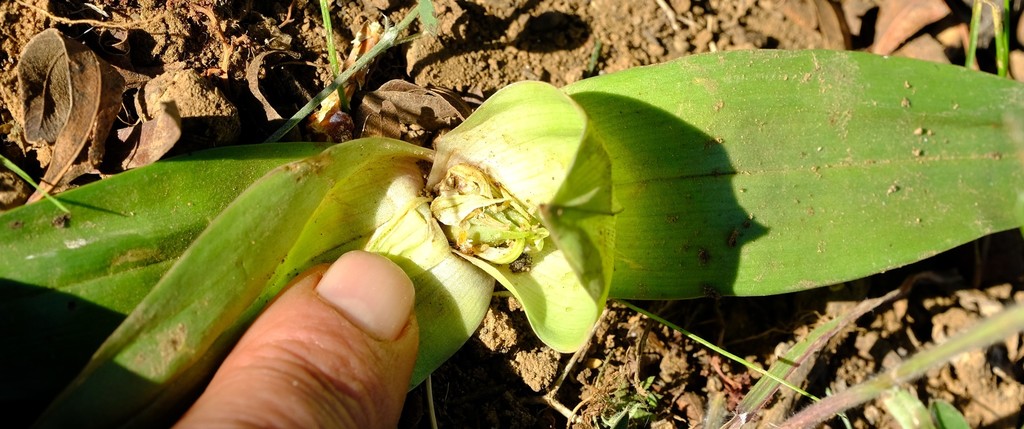 Colchicum irroratum