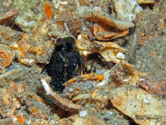 Pseudosquilla ciliata