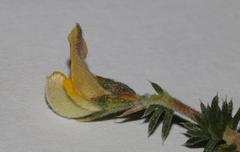 Aspalathus aristifolia