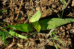 Colchicum irroratum