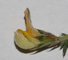 Aspalathus aristifolia