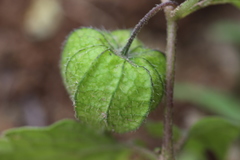Physalis chenopodifolia