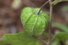Physalis chenopodifolia