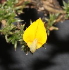 Aspalathus aristifolia