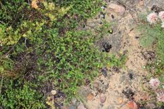 Aspalathus aristifolia