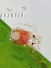Limnesiidae
