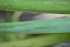 Yucca rupicola