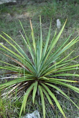Yucca rupicola
