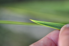 Yucca rupicola