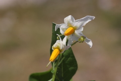 Solanum cardiophyllum