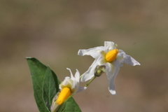 Solanum cardiophyllum