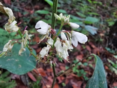 Desmodium lindheimeri