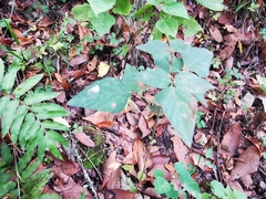 Desmodium lindheimeri