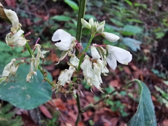 Desmodium lindheimeri