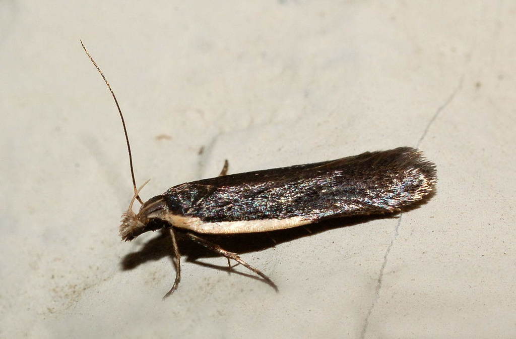 Nothris gregerseni
