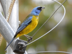 Blue-And-Yellow Tanager photo 2