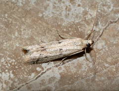 Phycitodes lacteella