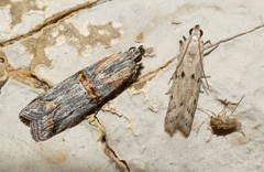 Phycitodes lacteella