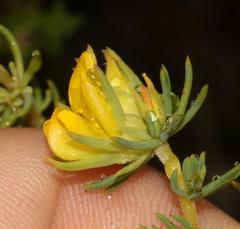 Aspalathus chrysantha