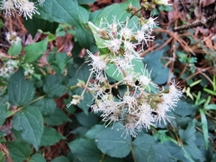 Koanophyllon longifolium