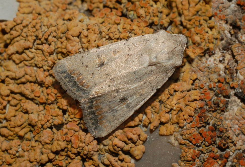 Caradrina albina