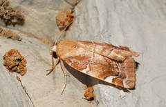 Cosmia diffinis