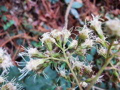 Koanophyllon longifolium