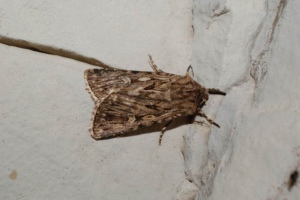 Dichagyris truculenta