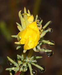 Aspalathus chrysantha