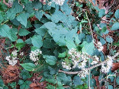 Koanophyllon longifolium