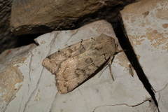 Eugnorisma insignata