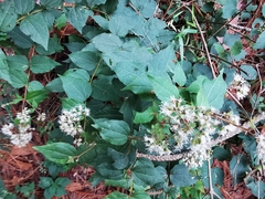 Koanophyllon longifolium