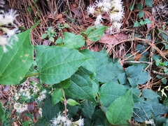 Koanophyllon longifolium