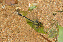 Anisogomphus anderi