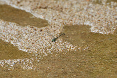 Anisogomphus anderi