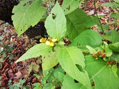 Greenmaniella resinosa