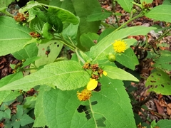 Greenmaniella resinosa