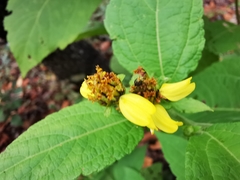 Greenmaniella resinosa