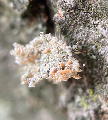 Lichen-carrying Green Lacewing photo 6