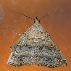 Tetanolita floridana