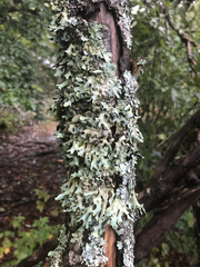 Parmelia submontana