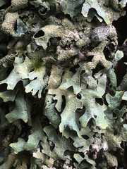 Parmelia submontana