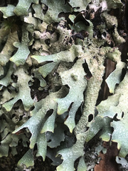 Parmelia submontana