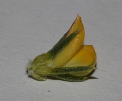 Aspalathus juniperina juniperina