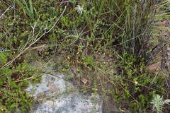 Aspalathus juniperina juniperina