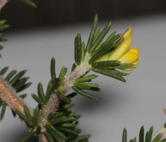 Aspalathus juniperina juniperina